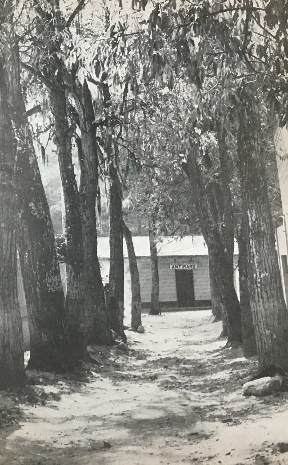 Avenida con viejos árboles en el callejón de la estación del ferrocarril. Fotografía de Rafael Hueck Condado (Supermán), 1952