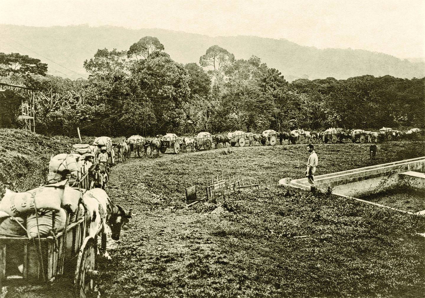 En la Caracas de comienzos del siglo XIX, se perdían cosechas de tabaco por la falta de mano de obra.
