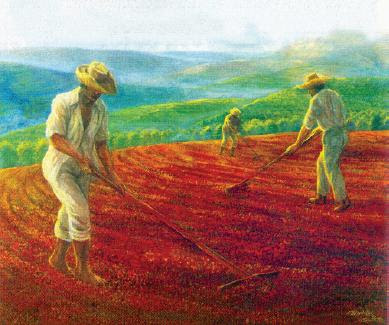 El arbusto del café es oriundo de Abisinia y fue traído a Venezuela por misioneros castellanos en el año de 1750, plantándolo por vez primera a orillas del Orinoco, el Apure y el Guárico.
